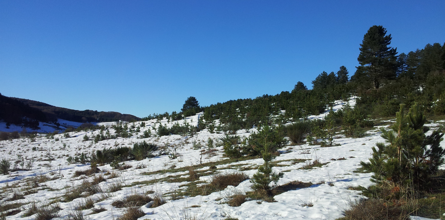 Regali aziendali: Natale sostenibile per dipendenti e clienti con Regala Un Albero