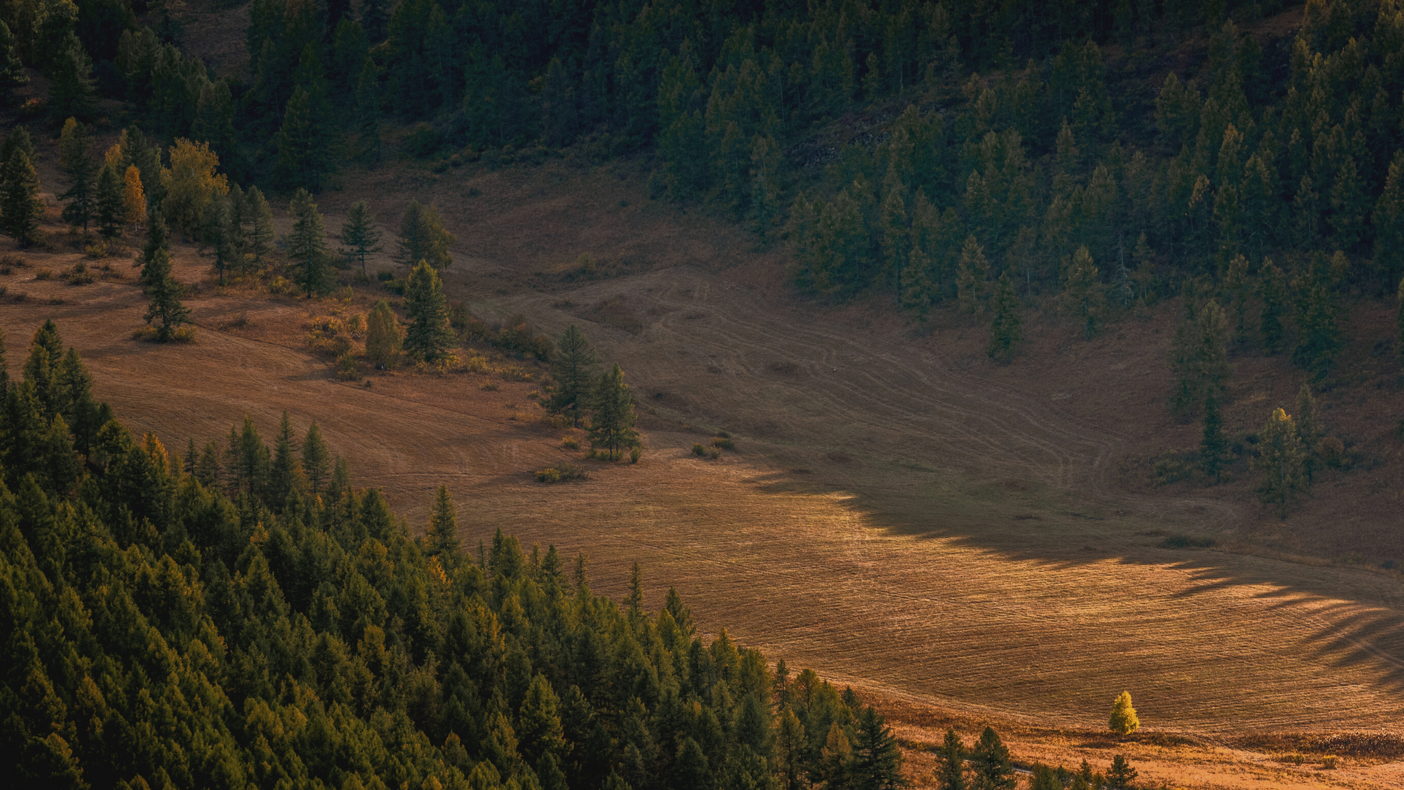 La Giornata Mondiale dell’Ambiente e l’importanza di boschi e foreste