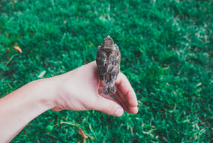 I sensi della Natura - The Beautiful Senses of Nature