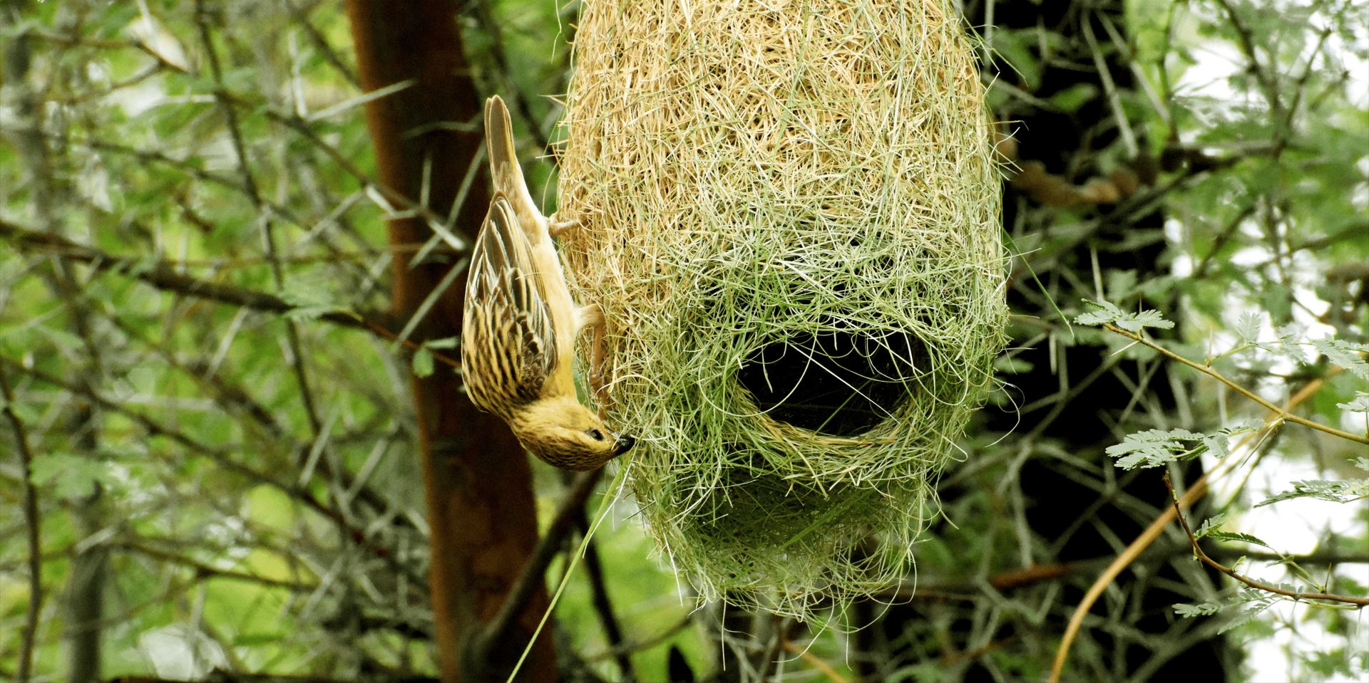 Alberi e biodiversità: protezione, cibo e vita per tutte le specie