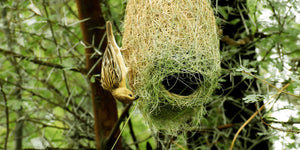 Alberi e biodiversità: protezione, cibo e vita per tutte le specie