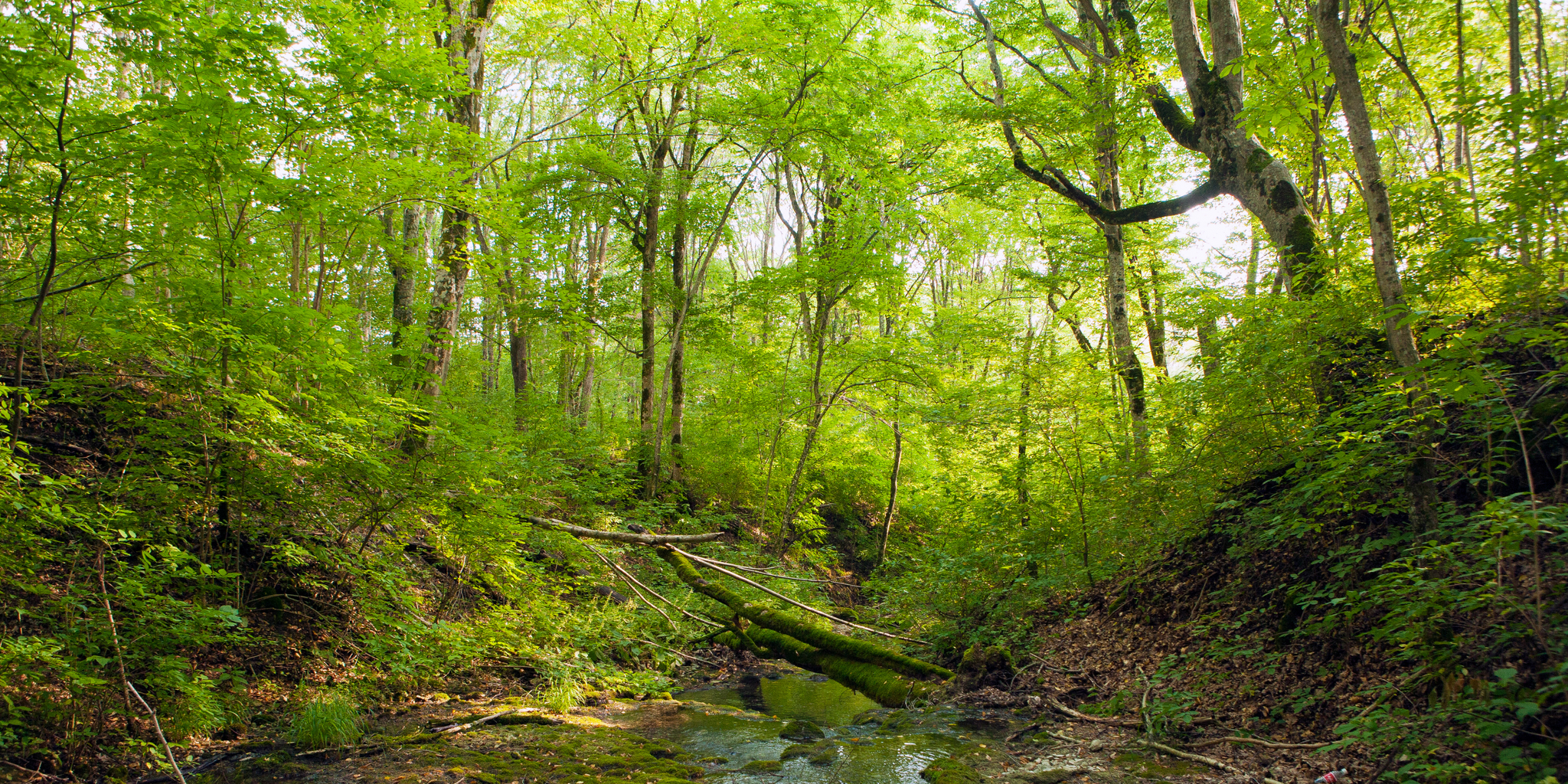 Giornata Nazionale degli Alberi 2023: lo stato di salute delle foreste italiane e il nostro contributo