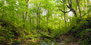 Giornata Nazionale degli Alberi 2023: lo stato di salute delle foreste italiane e il nostro contributo
