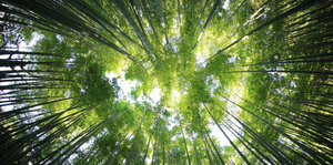 Giornata Internazionale delle Foreste: un patrimonio vitale da proteggere