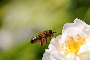 Api, miele e biodiversità: un legame fondamentale minacciato da attività umane e cambiamenti climatici