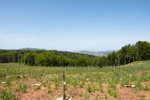 Regala-un-albero-Sila-paesaggio