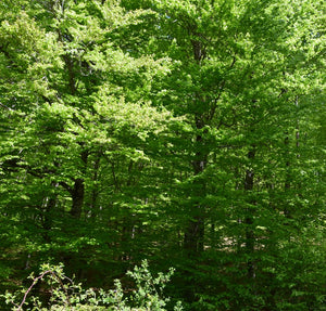 regala-un-albero-bosco-faggio