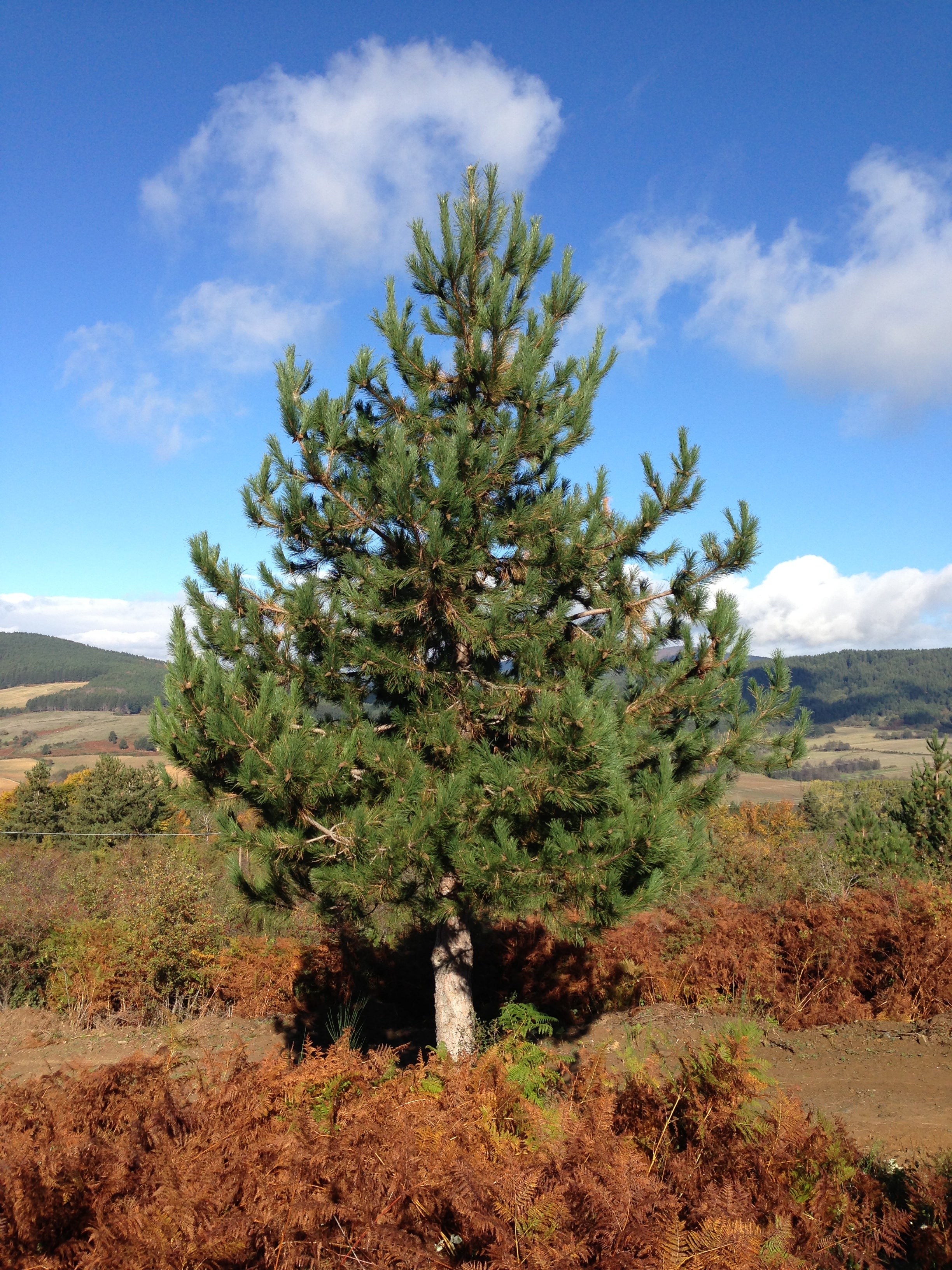 regala-un-albero-pino-laricio-sila