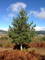 regala-un-albero-pino-laricio-sila