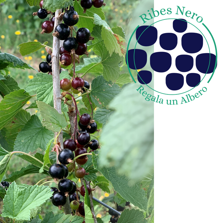 Ribes Nero