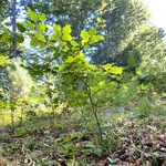 regala-un-albero-faggio-piantina