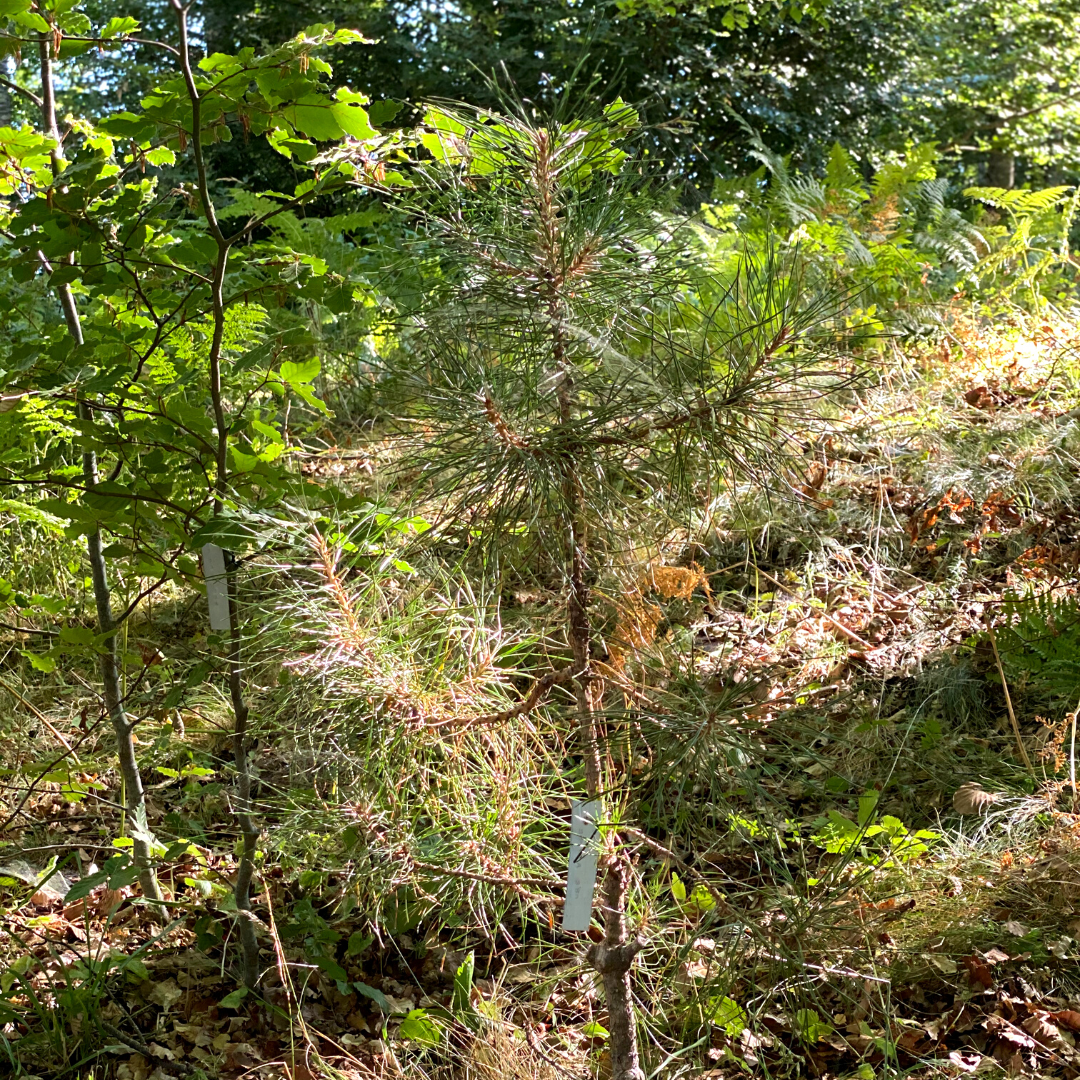 Larch Pine
