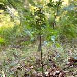 regala-un-albero-quercia-piantina