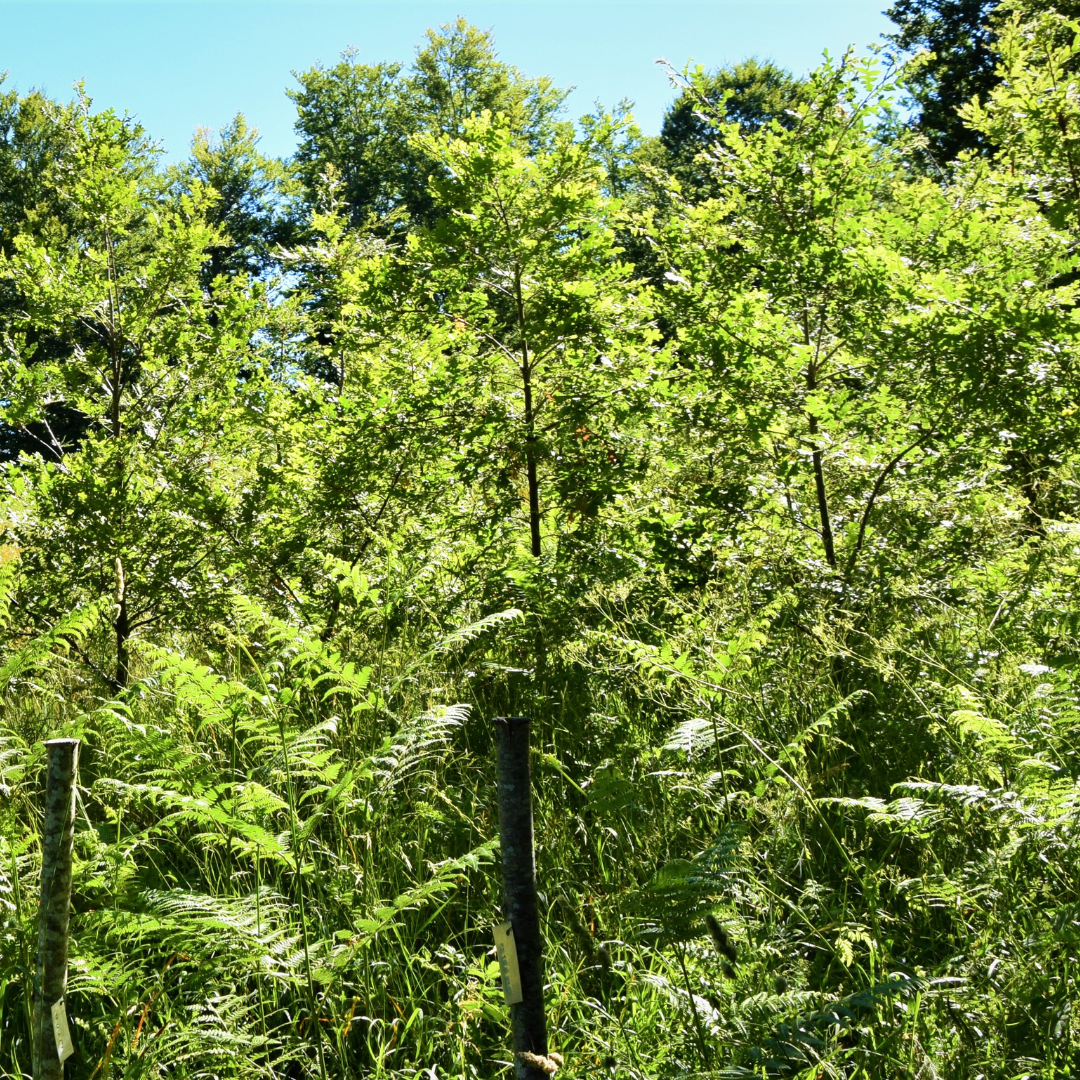 regala-un-albero-quercia-sila