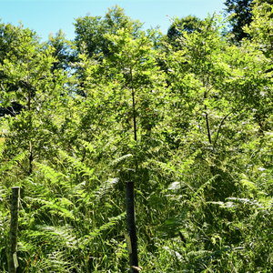 regala-un-albero-quercia-sila