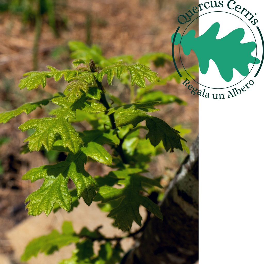 regala-un-albero-quercia